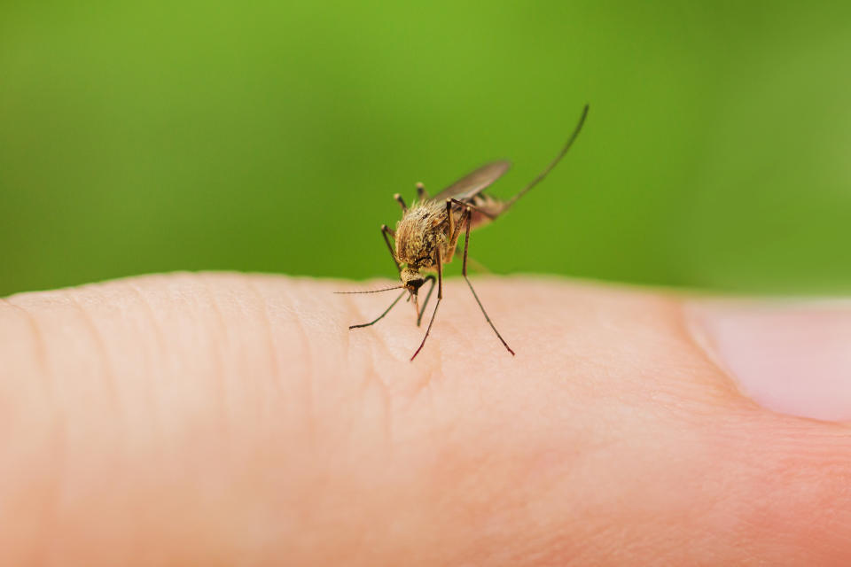 Este artefacto para ahuyentar mosquitos es seis veces más efectivo que 42 velas de citronela según fabricante. (Foto: Getty Images)