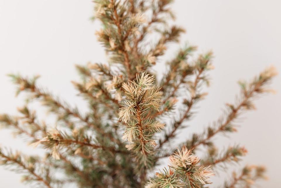 yellowed and dry christmas tree branches