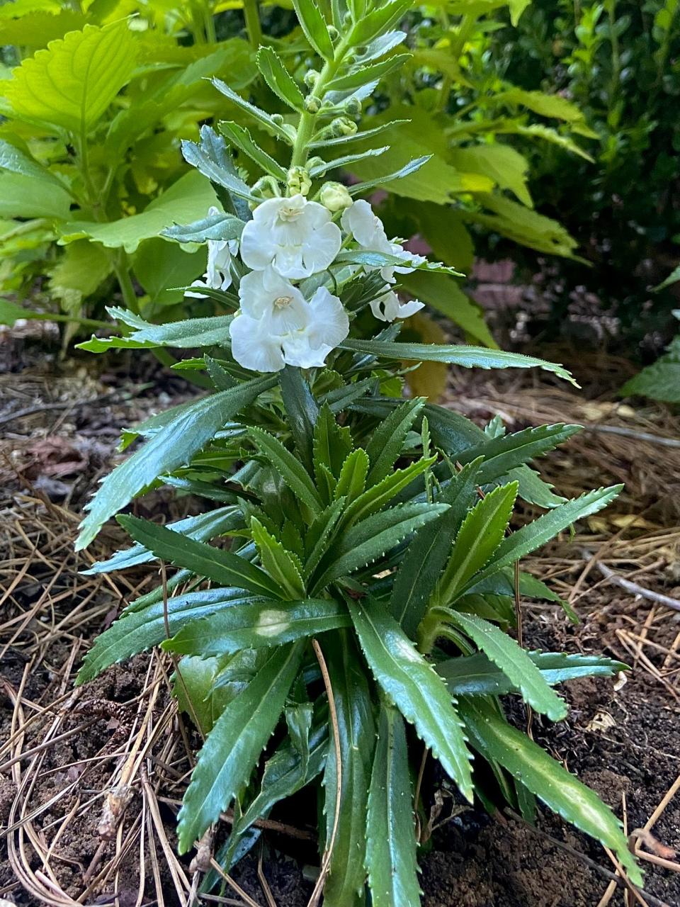 The Eco+ Grande container with Angelface Super White angelonia has been planted in the soil and ready for watering when bed is complete.