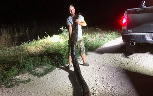 The 54kg Burmese python was found by Kyle Penniston in Florida, the largest ever to be captured in the state. Source: Facebook/South Florida Water Management District