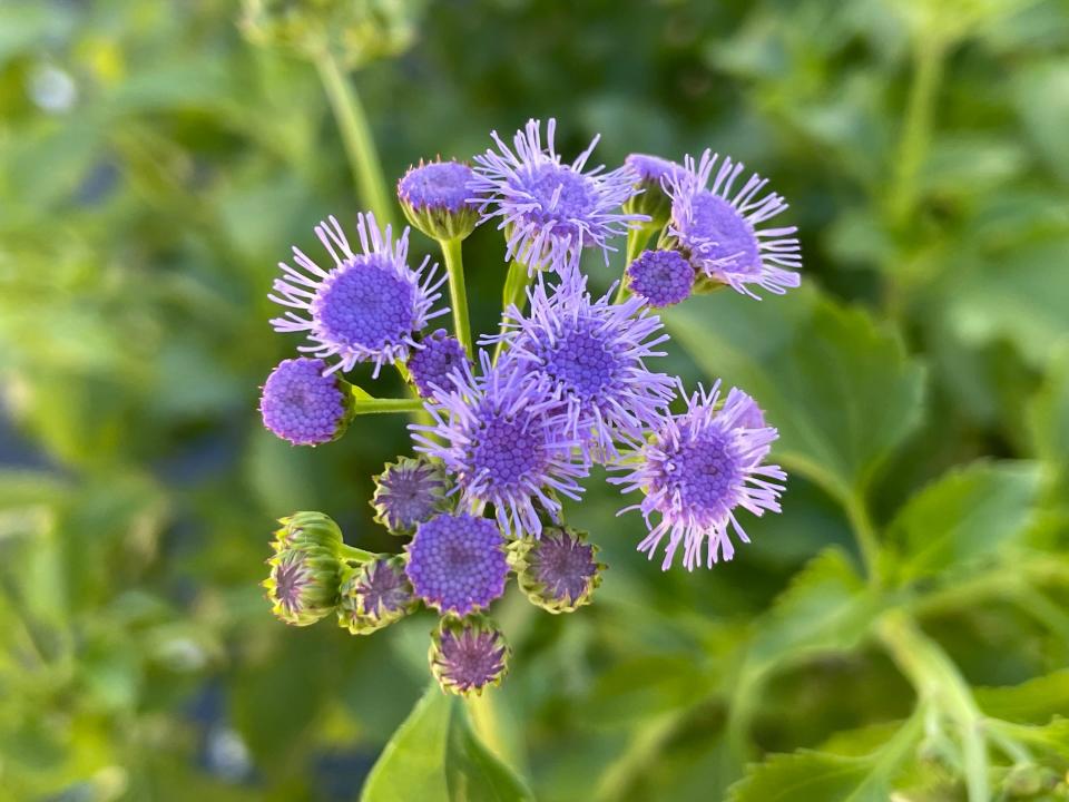 Ageratum can add color to any spot.
