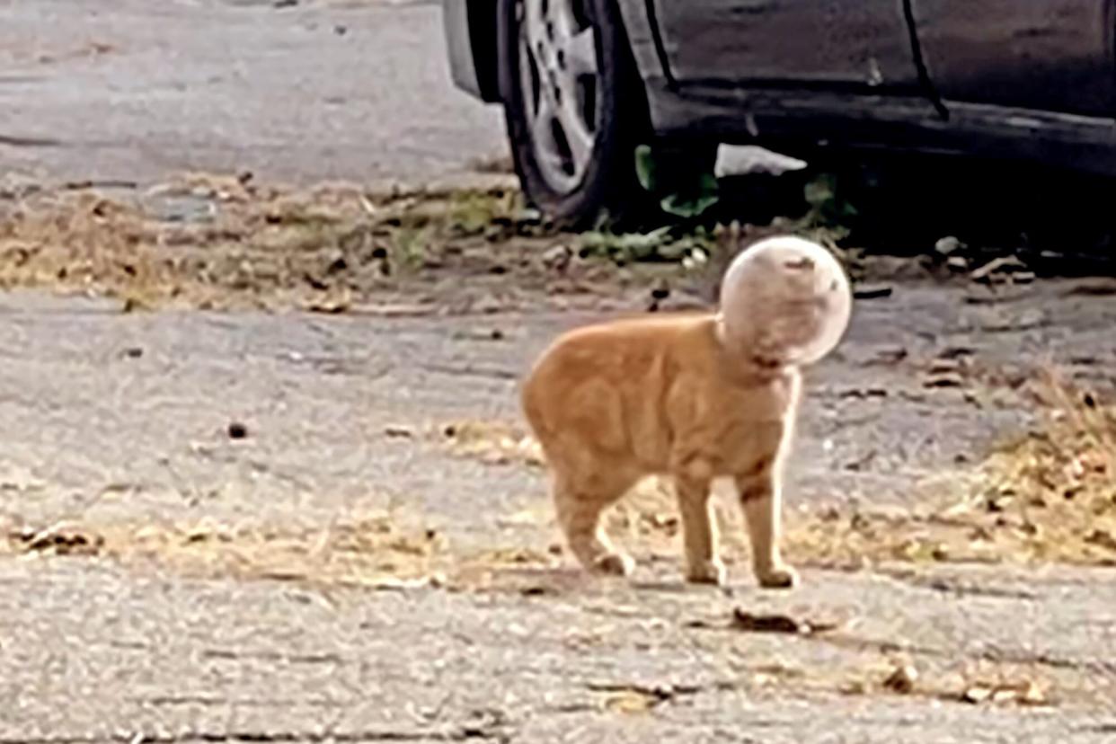 kitten with jar on head