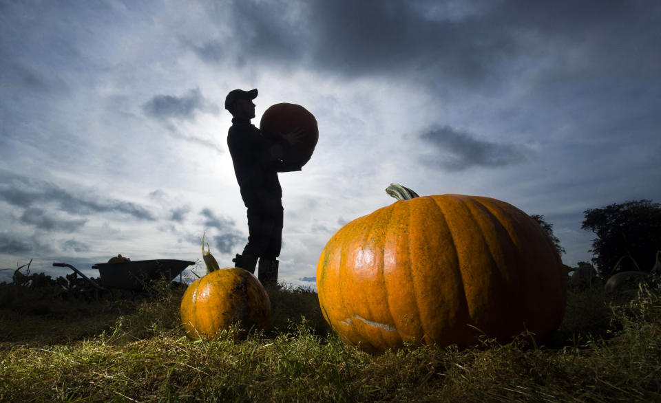 Pumpkin harvest