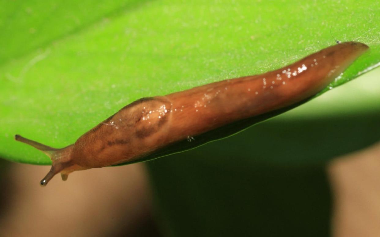 A slug - Nobuo Matsumura / Alamy Stock Photo/Alamy 