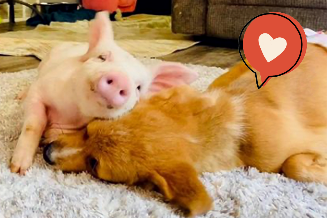 pig and special needs puppy snuggle