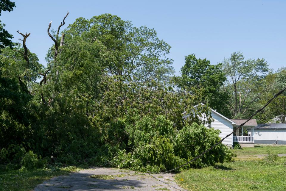 A tree blocks the roadway in the Village of Keensburg, Ill., Friday, May 20, 2022. Heavy storm winds came through the area Thursday night causing significant damage. 