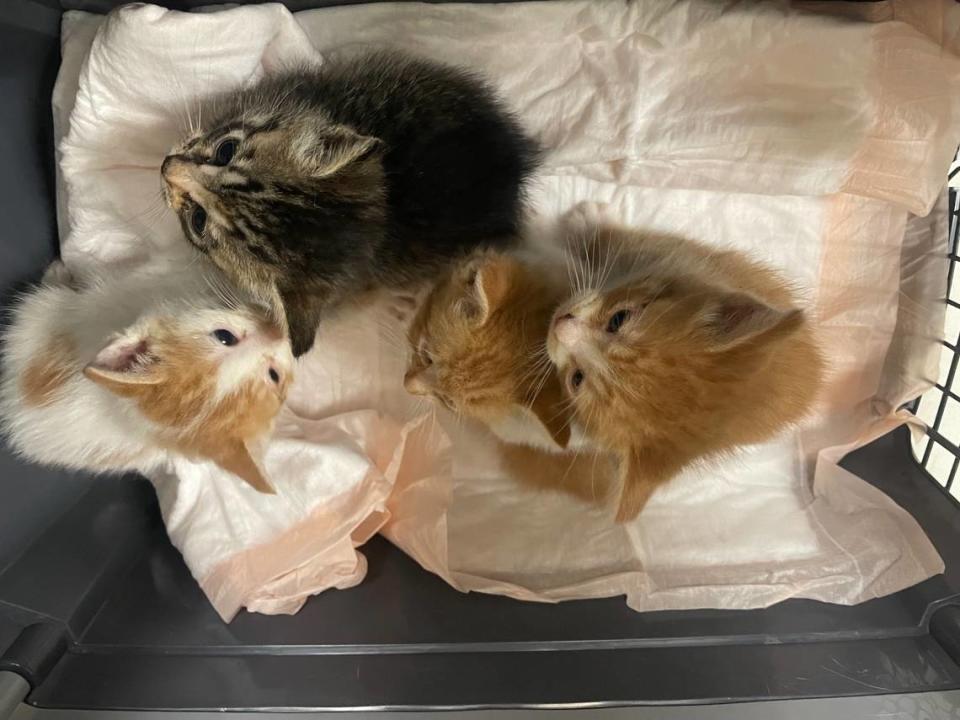 Fresno County is expecting many kittens to be born in the coming months with the weather warming up. The time of year is sometimes referred to as Kitten season, which can also be a deadly time with people doing acts of animal cruelty to get rid of the baby cats. Courtesy photo/The Cat House on the Kings