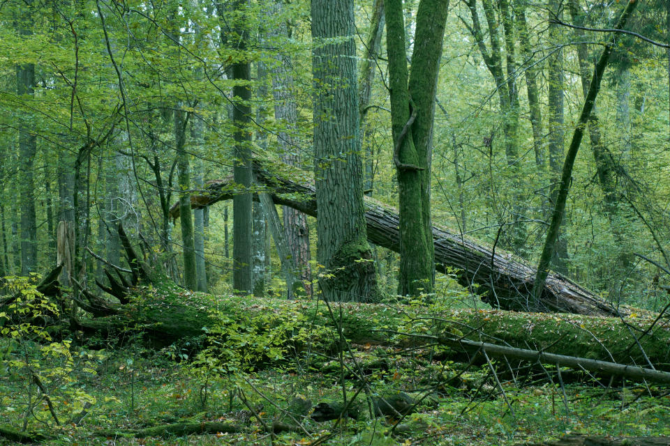 <p>Además de ser uno de los primeros parques nacionales de Europa, Bialowieza es también el mayor bosque virgen del Viejo Continente. (Foto: Getty Images).</p> 