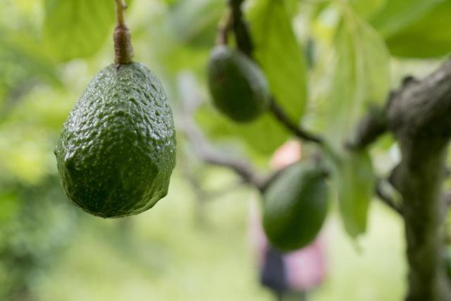 Aguacateros se están acabando el agua de Michoacán