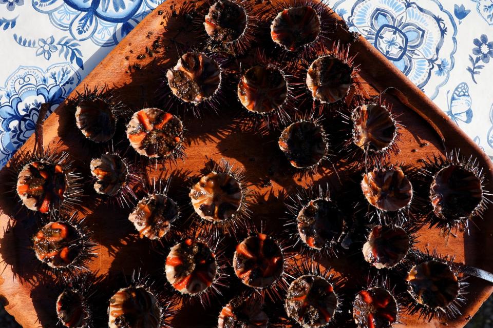 Many sea urchins in a wooden plate on a blue-white patterned surface