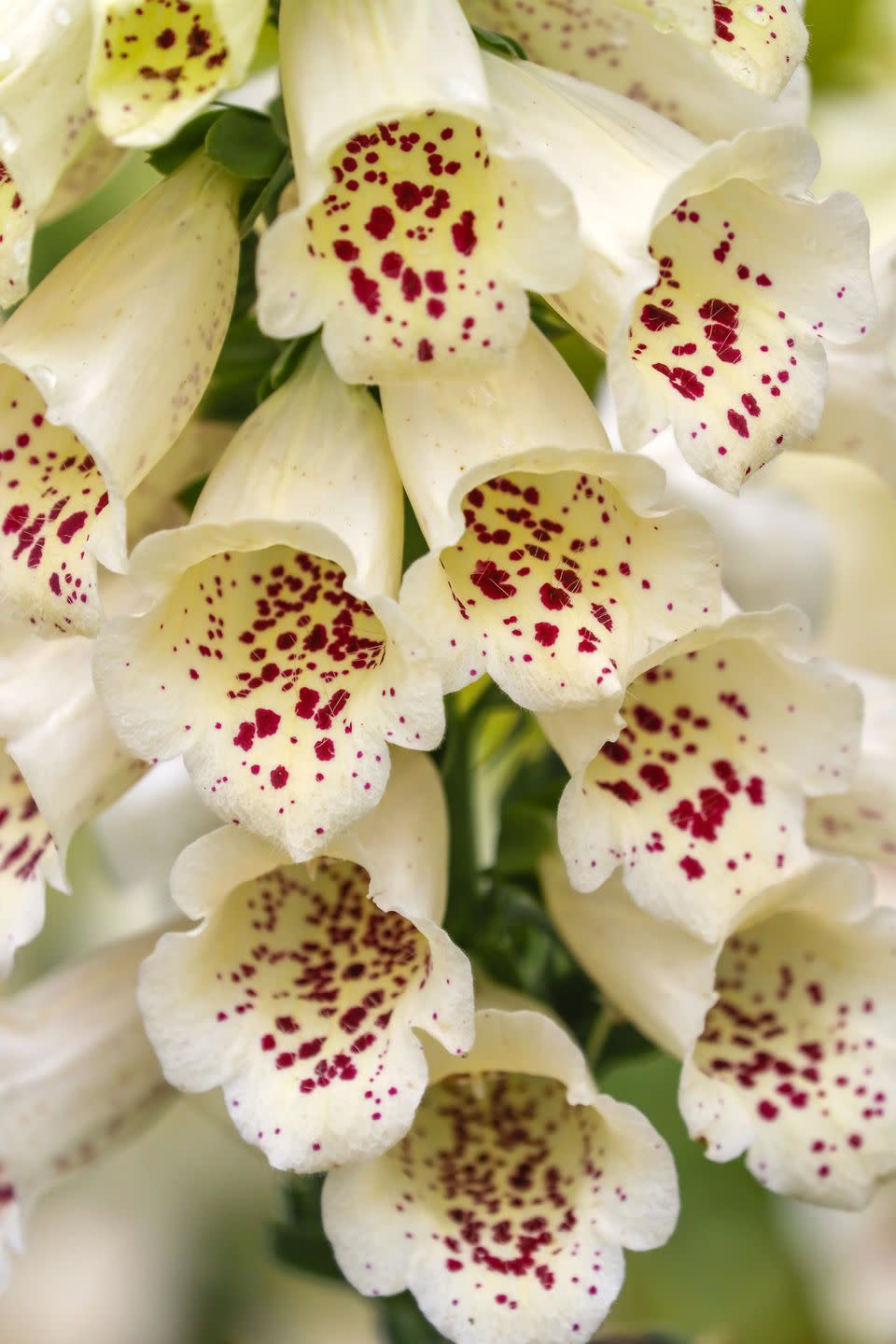 best white flowers foxglove