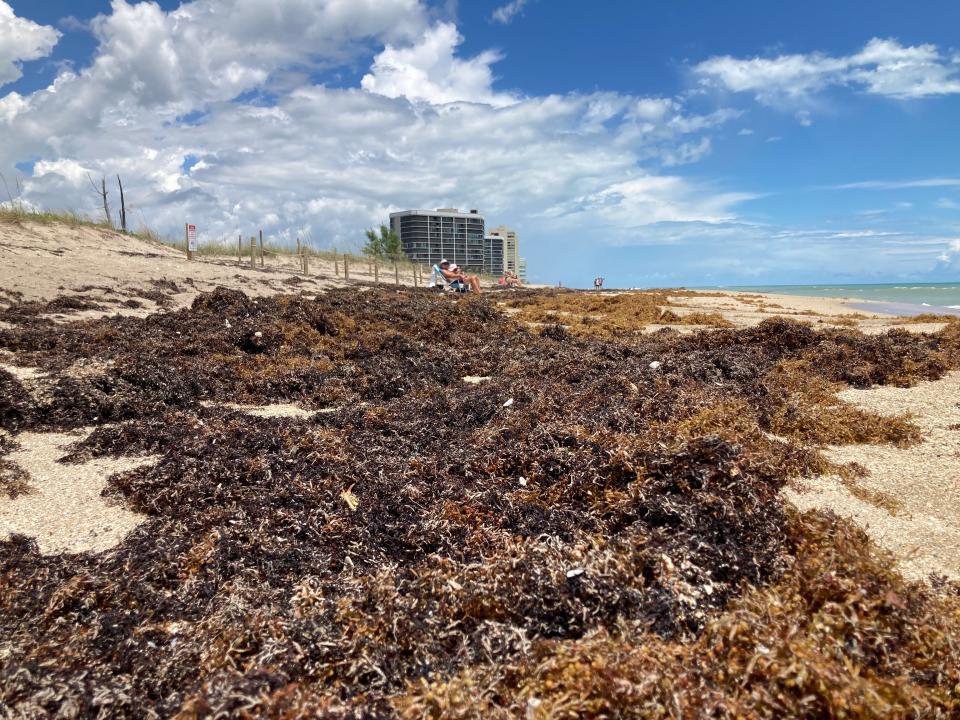 Large swaths of seaweed cover portions of Dollman Park Beachside on May 25, 2023. The public beach access is at 9200 S. Ocean Drive, Jensen Beach, in St. Lucie County.