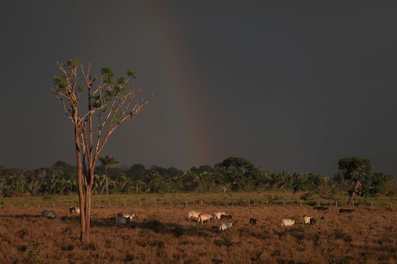 Fires surge in Brazilian Amazon for the third straight year in Labrea