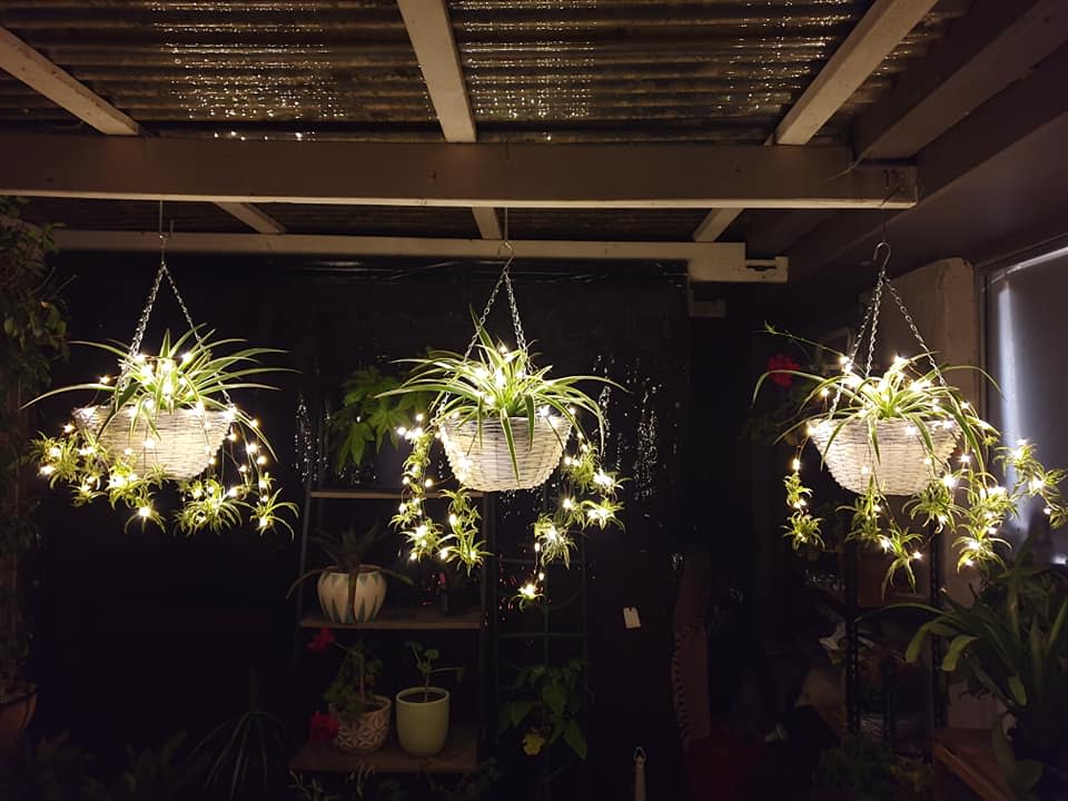 Kmart lights with outdoor plants