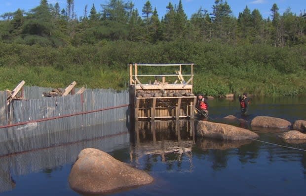 Grieg says it's spent more than $200,000 in 2021 to construct and operate this fish counting fence in the Come by Chance River. (Mark Quinn/ CBC - image credit)