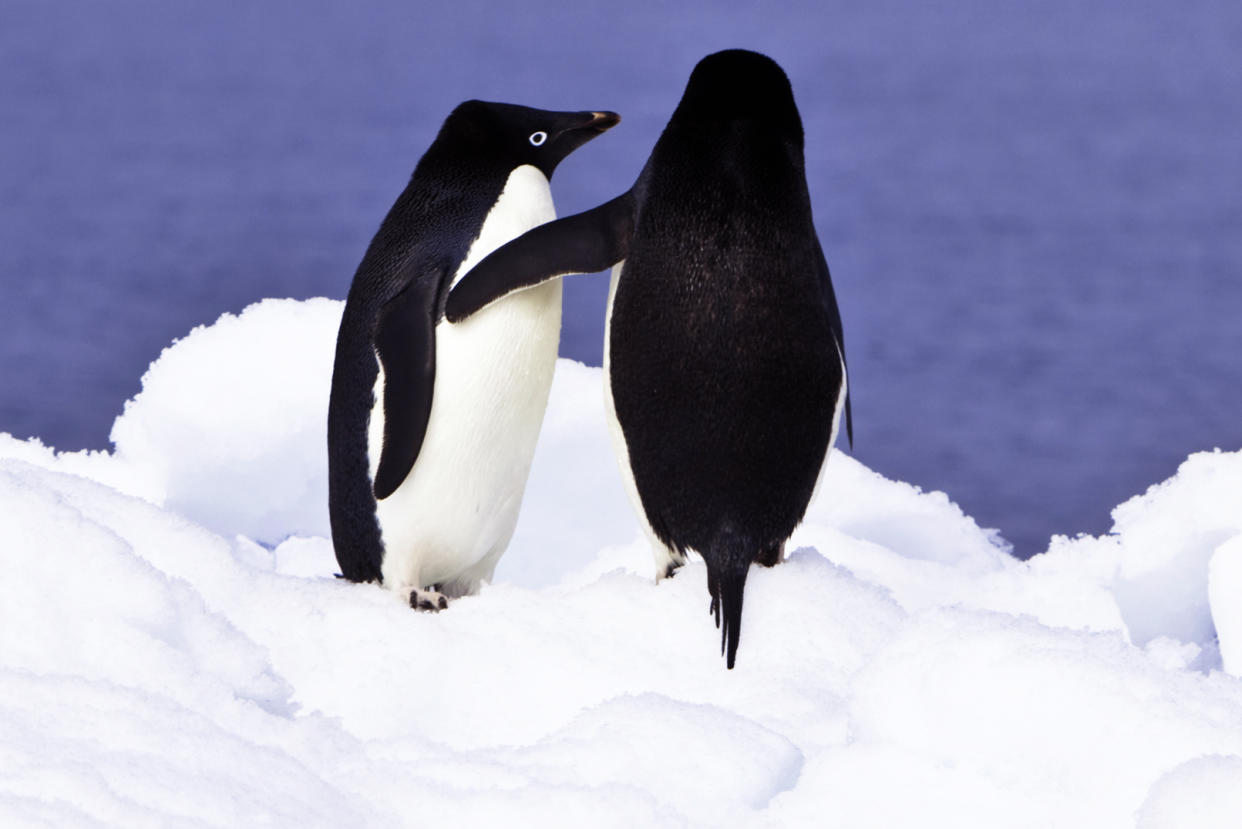 Penguin couple