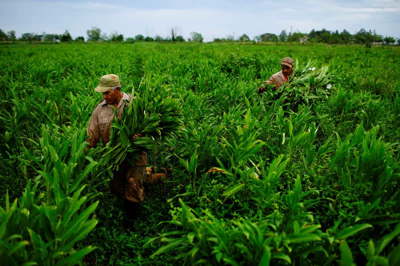 FILE PHOTO: Maibe Gimenez, 36, picks flowers at a private farm in San Antonio de los Banos