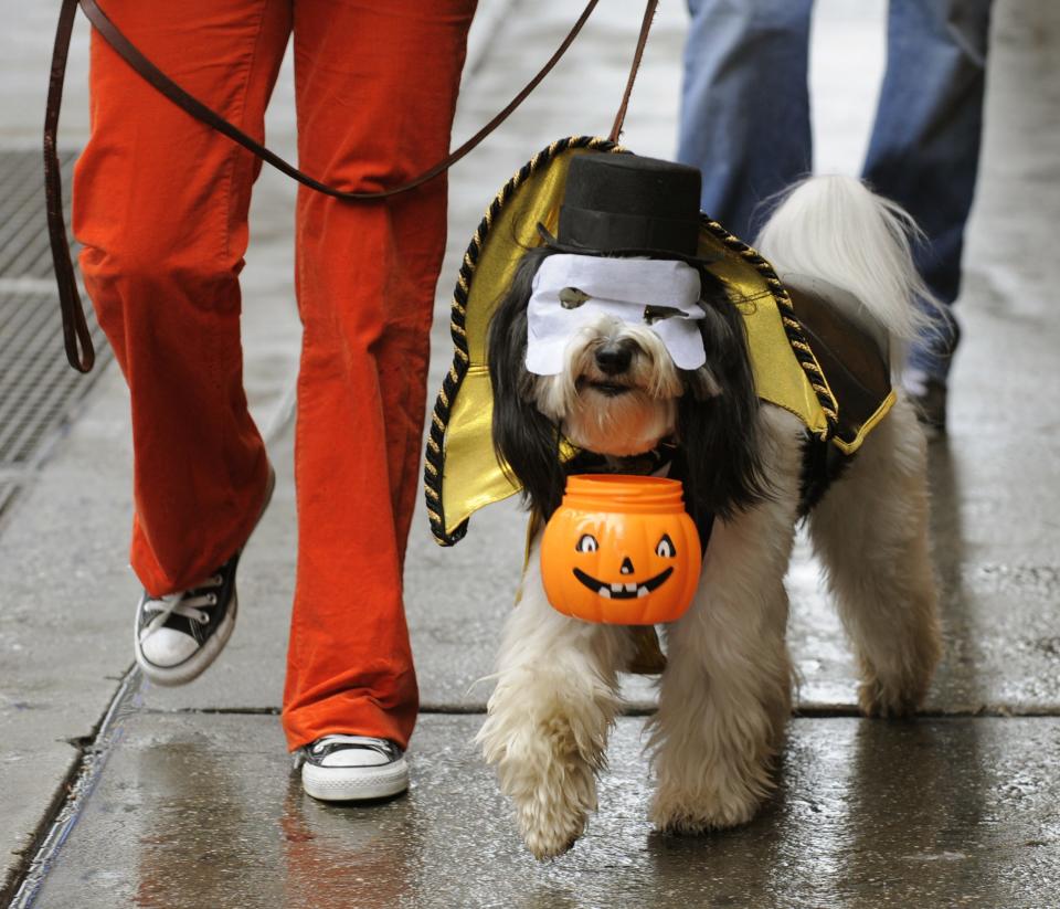 Some dogs enjoy wearing costumes; others get stressed out, experts say. And no dog should eat chocolate -- it's poisonous to them.