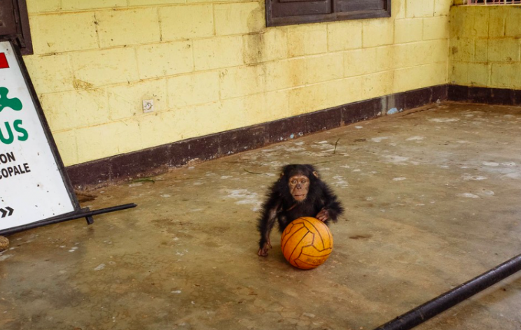 Comfort: Paula used the basketball as a security blanket (Ape Action Africa)