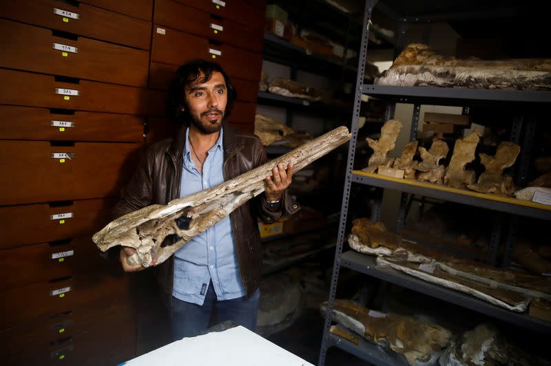 Peruvian prehistoric fossil discovery sheds light on marine origin of crocodiles