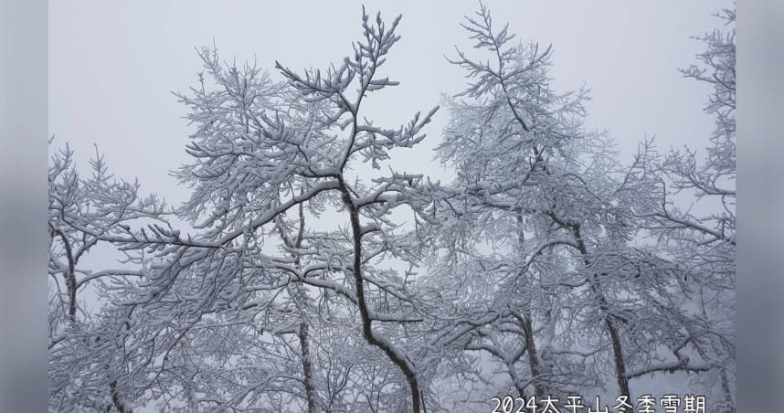 太平山迎初雪時間點出爐。（圖／翻攝自太平山國家森林遊樂區官網）