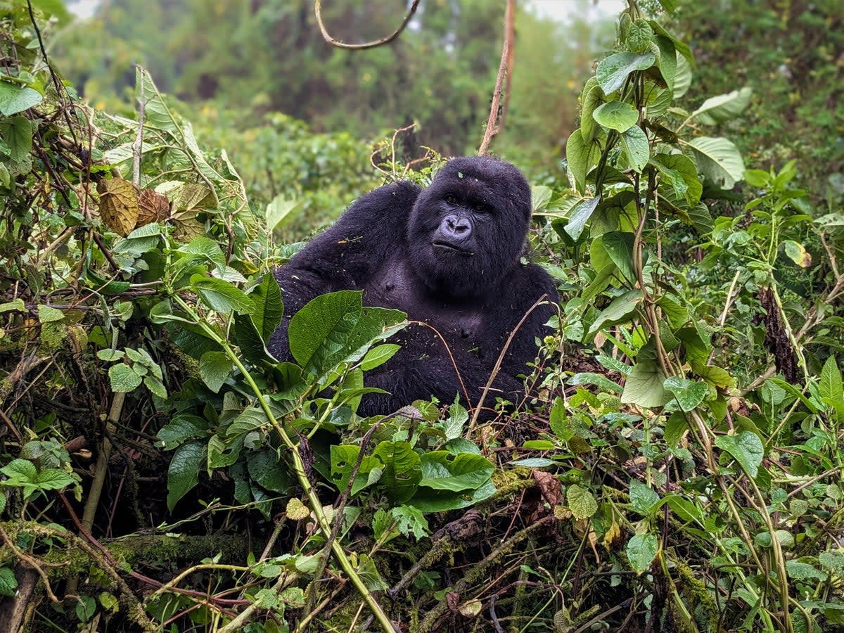 A female gorilla relaxes in the Virunga Mountains (Lucy Thackray)