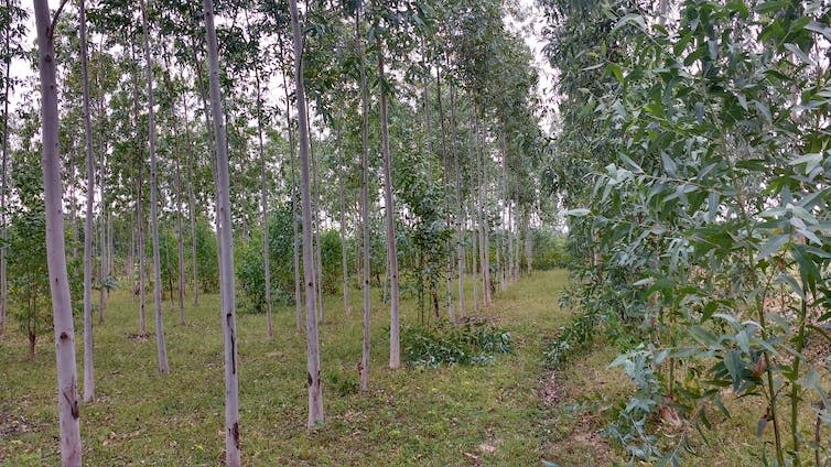 Rows of spindly trees with white bark.