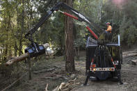 An employee of ArborWorks loads eucalyptus logs onto a truck after a stand of the highly-flammable trees was removed as part of wildfire prevention efforts on Wednesday, Nov. 20, 2019, near Holy City, Calif. Climate change and decades of lax land management practices put the U.S. West on a collision course with out-of-control wildfires. (AP Photo/Matthew Brown)