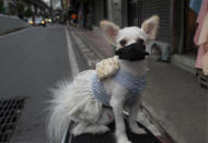 A pet dog named "Money" wearing a pet face mask poses for a photo in Bangkok, Thailand, Thursday, June 4, 2020. Daily life in the capital is resuming to normal as the Thai government continues to ease restrictions that were imposed weeks ago to combat the spread of COVID-19. (AP Photo/ Gemunu Amarasinghe)