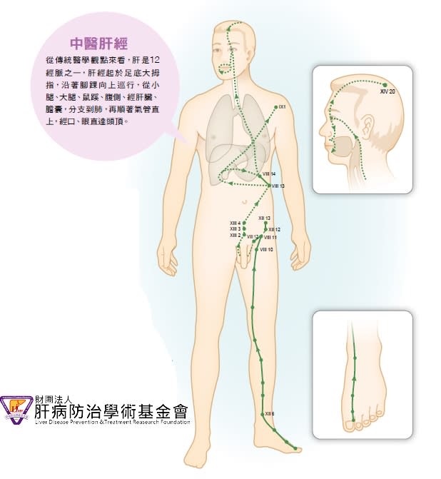 中醫肝經