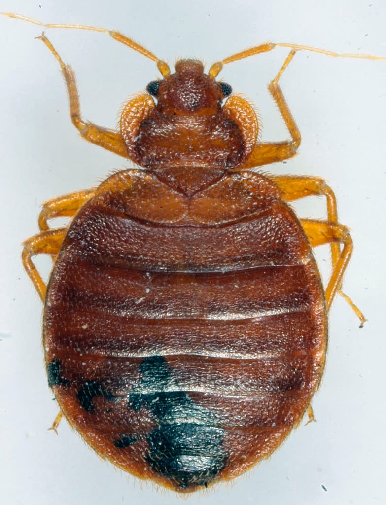 臭蟲(bedbugs)又稱床蝨，體長不到1公分，靠吸血維生，繁衍能力強。美聯社
