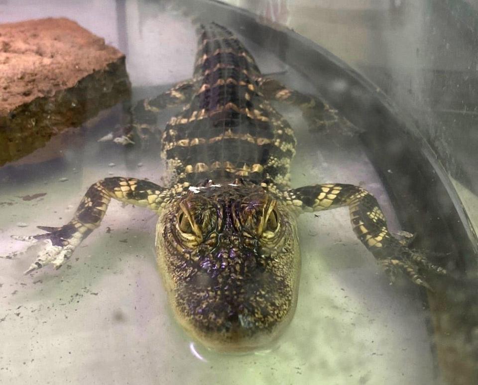 Two alligators are enjoying life at Forever Wild Exotic Animal Sanctuary in Phelan after police found the juvenile reptiles while investigating squatters in one San Bernardino neighborhood.