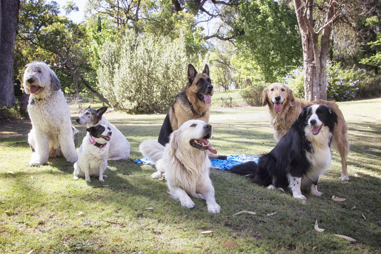 many kinds of dogs