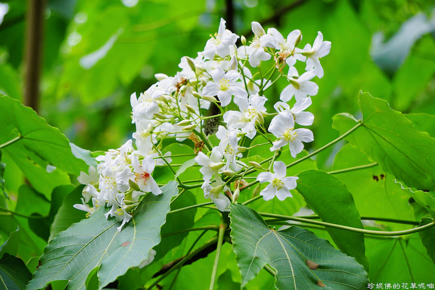 新竹縣寶山鄉｜桐花森林遇