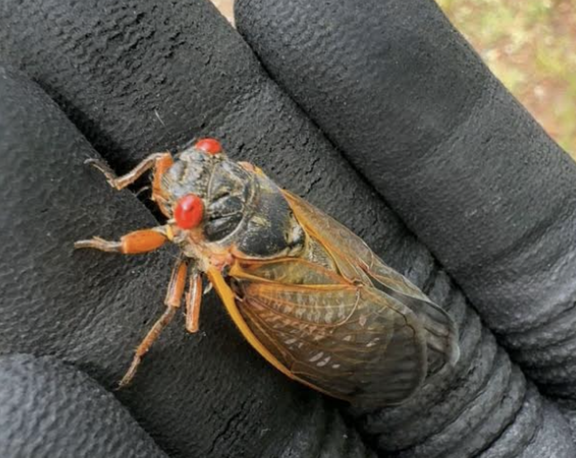 This photo taken Tuesday, April 16, 2024, shows a Brood XIX cicada.