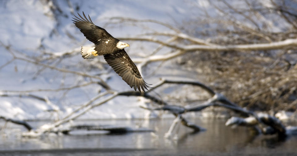 FILE - A bald eagle surveys the water while flying over the Des Moines River, Sunday, Jan. 11, 2009, below the Lake Red Rock dam near Pella, Iowa. On Dec. 28, 1973, President Richard Nixon signed the Endangered Species Act. The powerful law charged the federal government with saving every endangered plant and animal in America. (AP Photo/Charlie Neibergall, File)