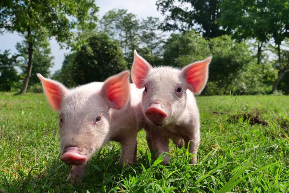 Biologische Vielfalt in der Landwirtschaft sowie der Erhalt von regionalen Tierrassen steht bei Slow Food hoch im Kurs. Denn dadurch wird das gesamte Ökosystem erhalten und eine natürliche Lebensweise angestrebt - und das merkt man auch geschmacklich auf der Lebensmittelpalette. (Bild: iStock/HQuality Video)