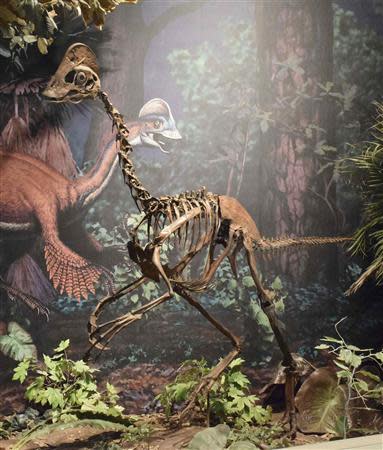 A mounted replica skeleton of the new oviraptorosaurian dinosaur species Anzu wyliei on display in the Dinosaurs in Their Time exhibition at Carnegie Museum of Natural History in Pittsburgh, Pennsylvania, in this handout image courtesy of the Carnegie Museum of Natural History. REUTERS/Carnegie Museum of Natural History/Handout via Reuters