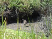 California clapper rail, a bird threatened by loss of marsh habitat in San Francisco Bay.