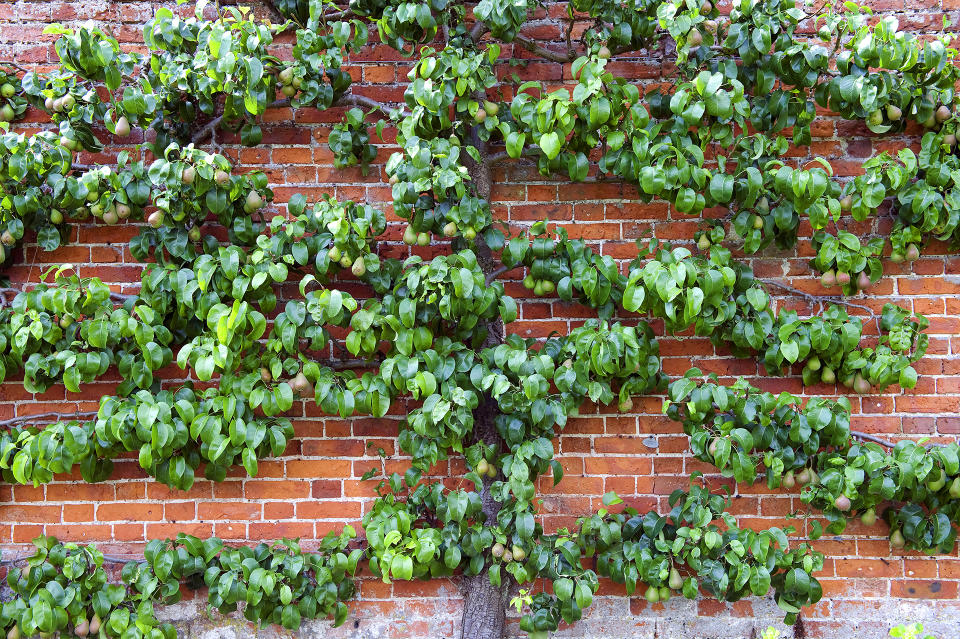 Incorporate fruit trees into your vegetable garden