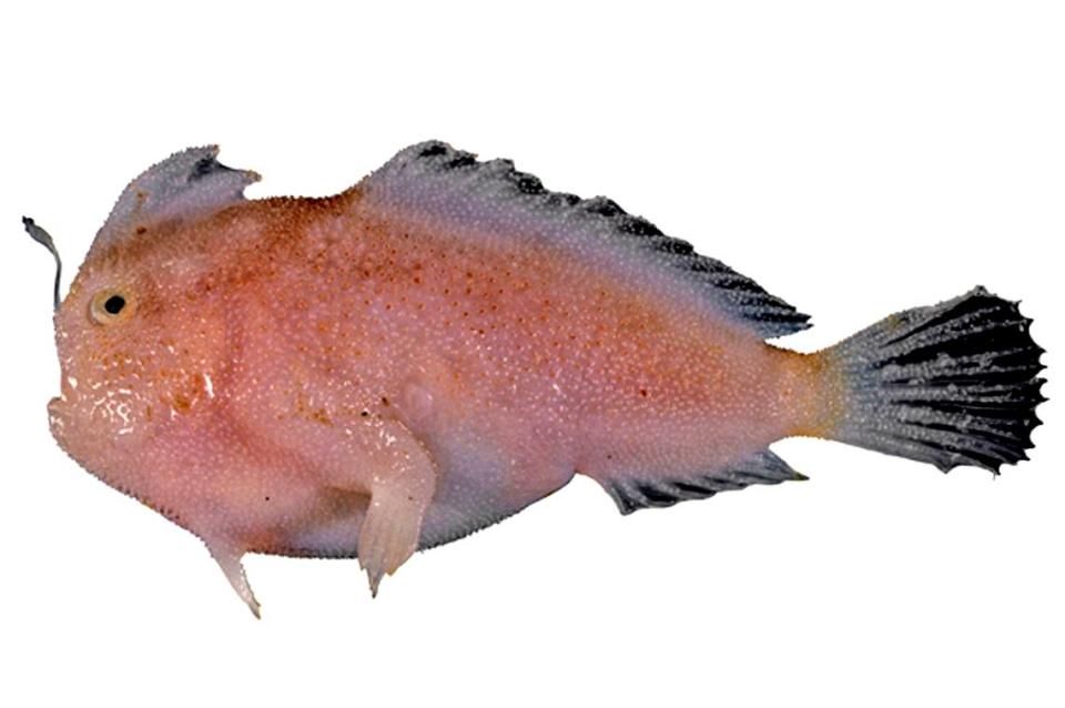 A narrowbody handfish specimen.