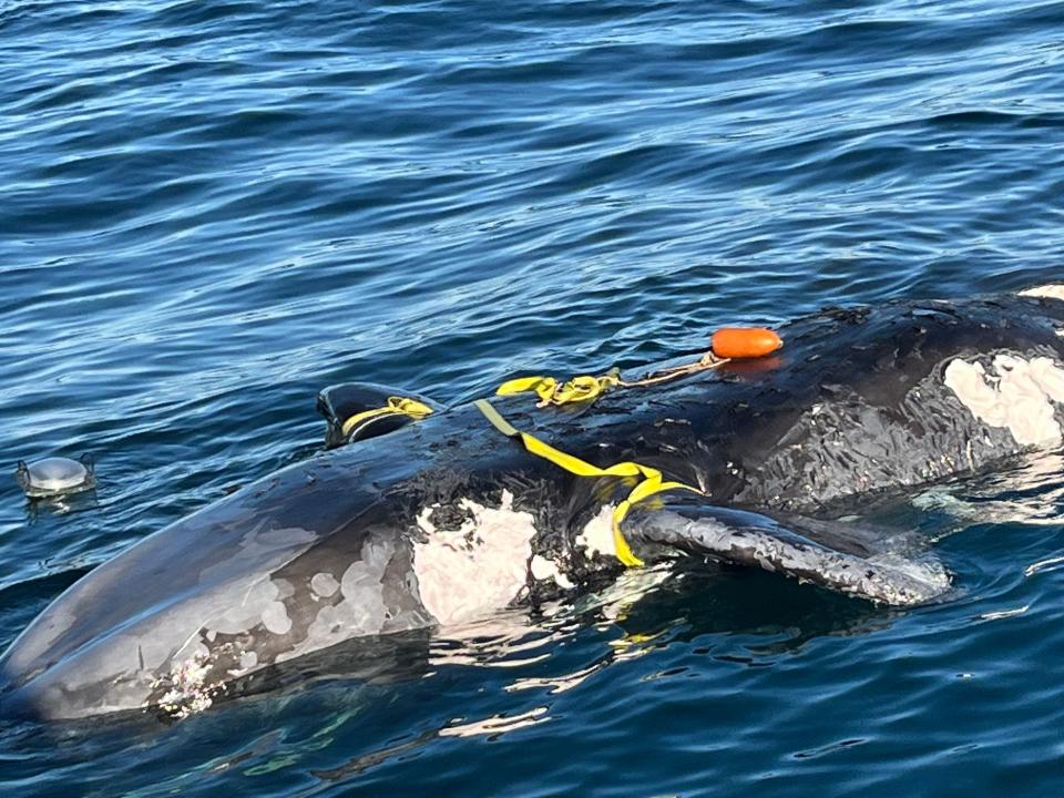 A dead North Atlantic white whale is prepared to be towed to Tybee Island from about 20 miles off shore Thursday.