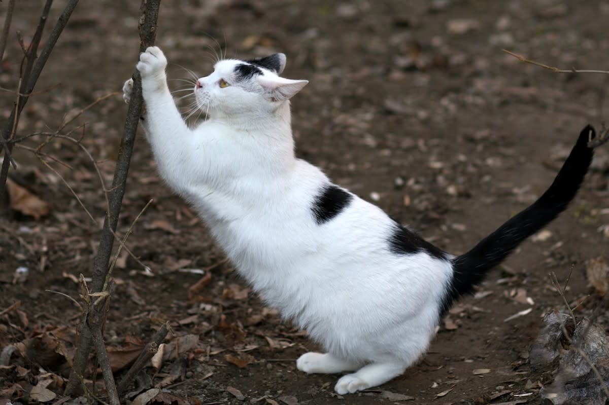 Stray Cats Learn to Press Doorbell