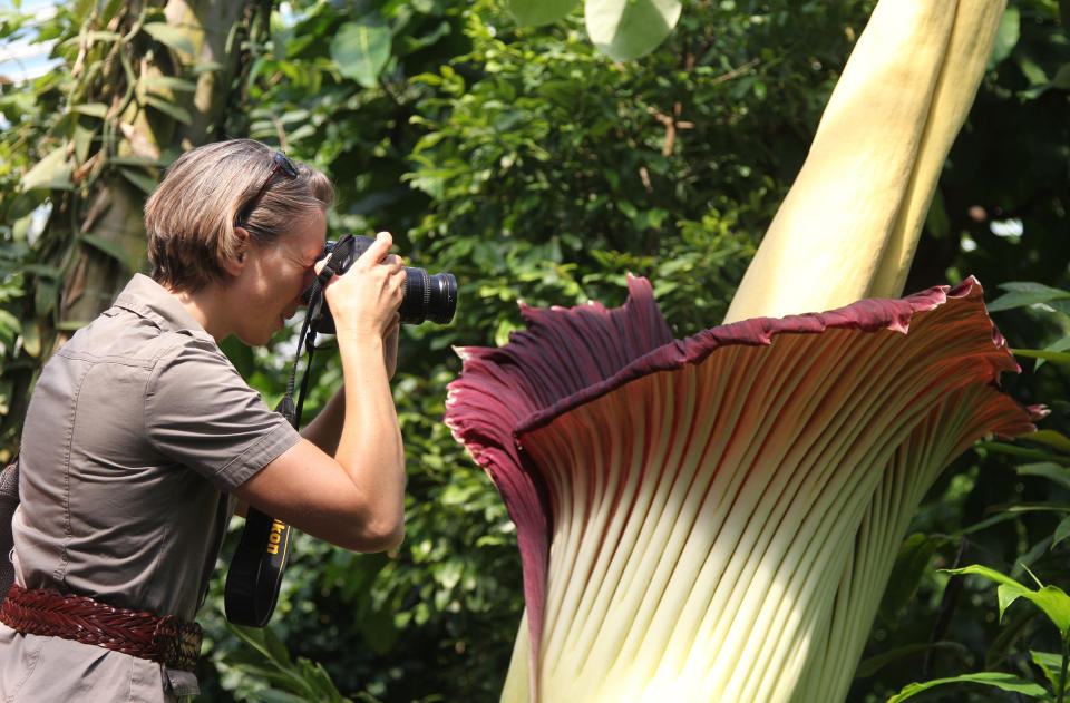 A woman takes a photograph of the Amorphophallus Titanum, also known as the Titan Arum or Corpse flower, because of it's smell, one of the world's largest flowers, at the National Botanic Garden in Meise near Brussels, Monday, July 8, 2013. The rare phallus-like flower that springs from the plant only survives about 72 hours. (AP photo/Yves Logghe)