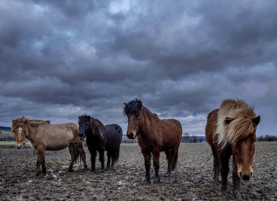 Icelandic horses stand together at a stud farm in Wehrheim near Frankfurt, Germany, Wednesday, Feb. 16, 2022. Parts of Germany expect heavy storms during the next days. (AP Photo/Michael Probst)