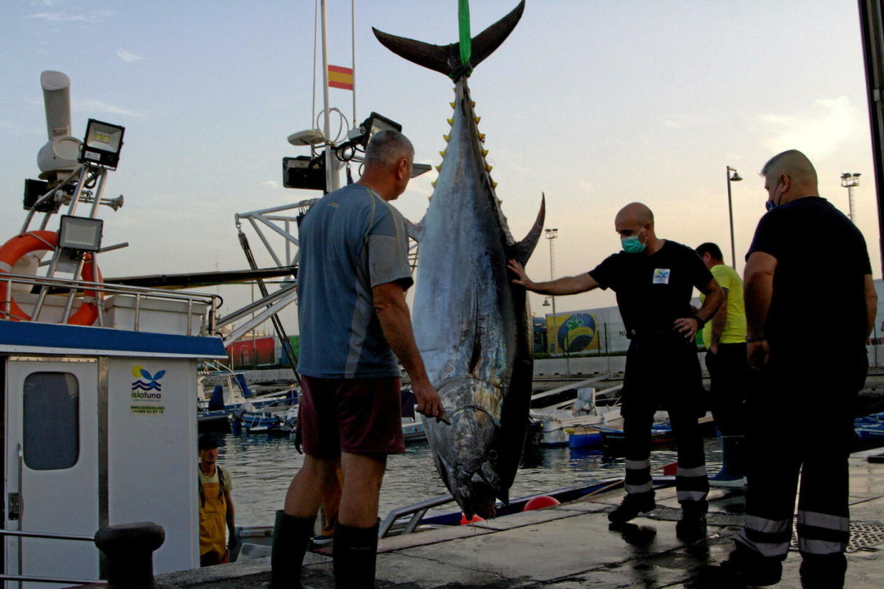 Des pêcheurs de thons au port de Los Cristianos, sur l'île de Tenerife, dans l'archipel des Canaries, en février 2022.  - Credit:Mercedes Menendez/Pacific Press//Sipa