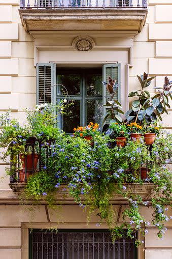 a window with flowers on it