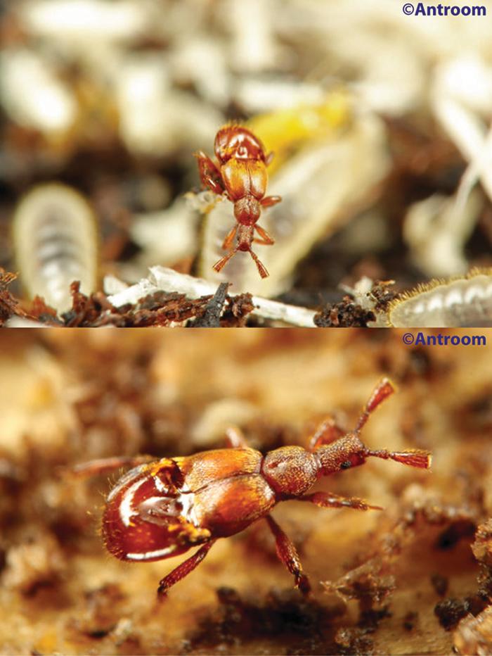 Diartiger fossulatus, clambering over ant larvae inside a colony of Lasius japonicus