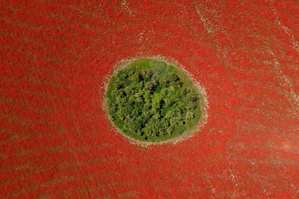 <p>A field of poppies in flower in Great Massingham, Norfolk</p> (Joe Giddens/PA Wire)