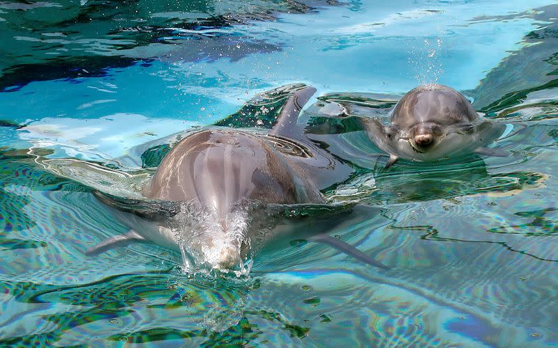 FILE PHOTO: A 10 days old female dolphin, born during the outbreak of the coronavirus disease (COVID-19), swims with its mother at the Marineland in Antibes